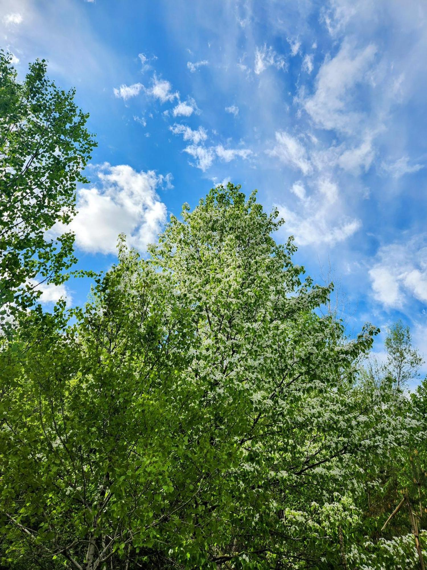 Backyard Bliss In The White Mountains Lincoln Exterior foto